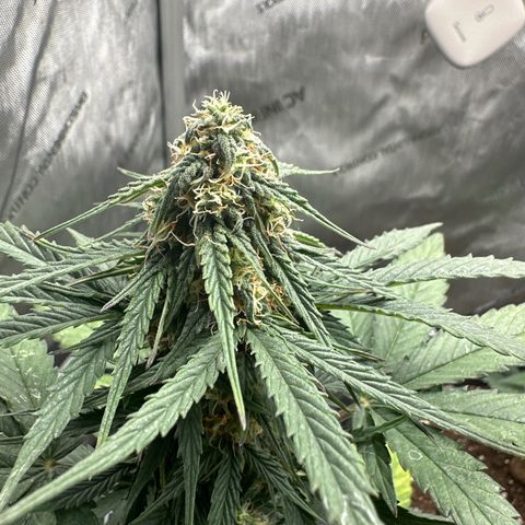 Bob growlog timeline photo