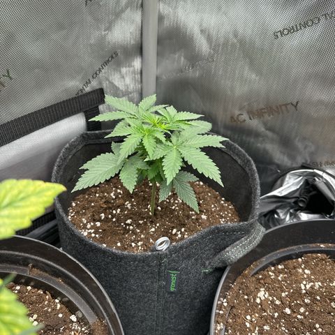 dhL Melone growlog timeline photo