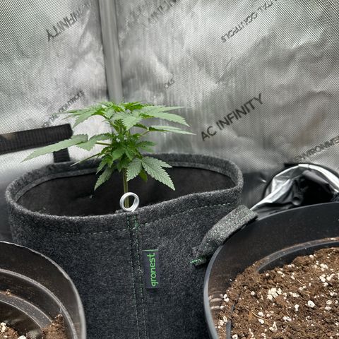 dhL Melone growlog timeline photo