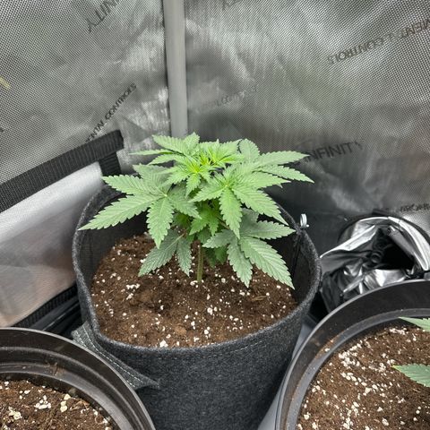 dhL Melone growlog timeline photo