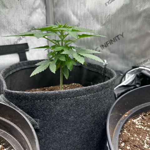 dhL Melone growlog timeline photo