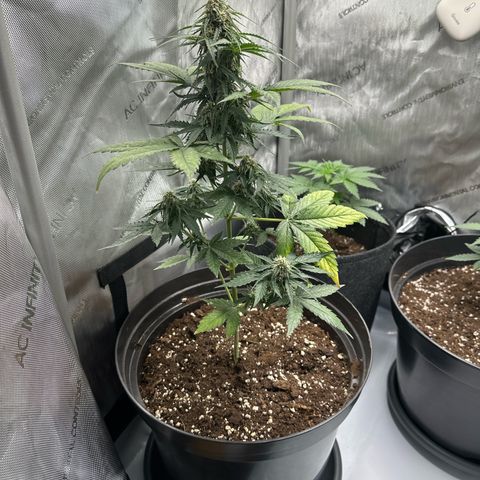 Bob growlog timeline photo