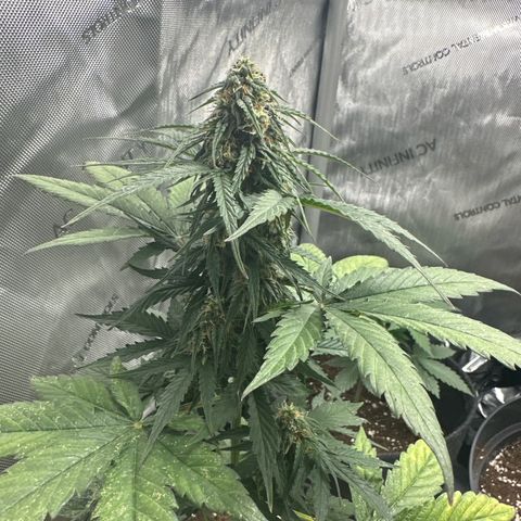 Bob growlog timeline photo