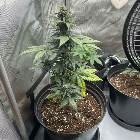 Bob growlog timeline photo