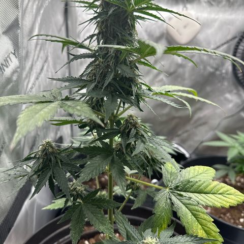Bob growlog timeline photo