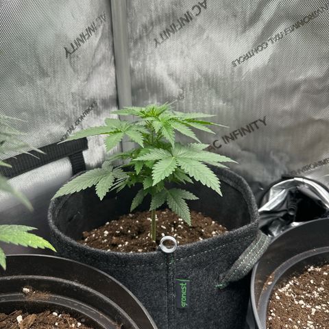 dhL Melone growlog timeline photo