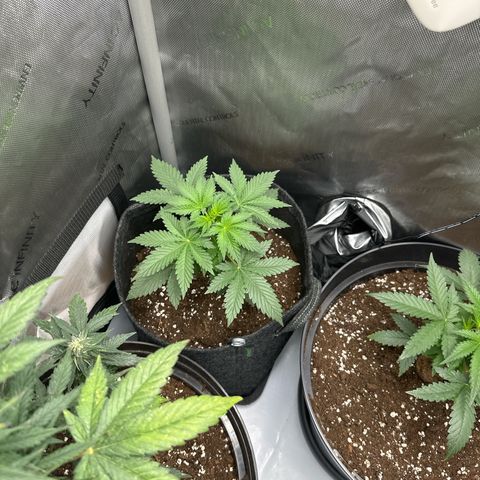 dhL Melone growlog timeline photo