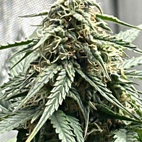 Bob growlog timeline photo