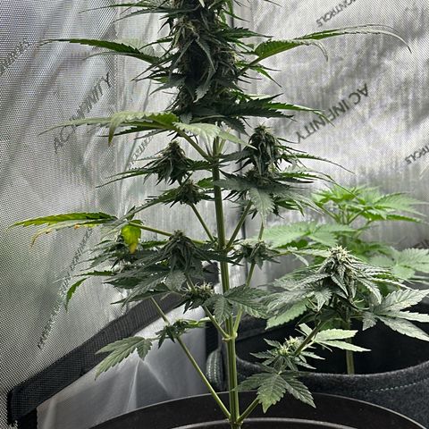 Bob growlog timeline photo