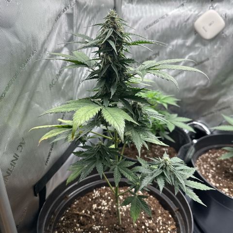 Bob growlog timeline photo