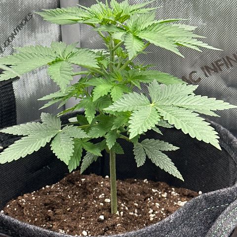 dhL Melone growlog timeline photo