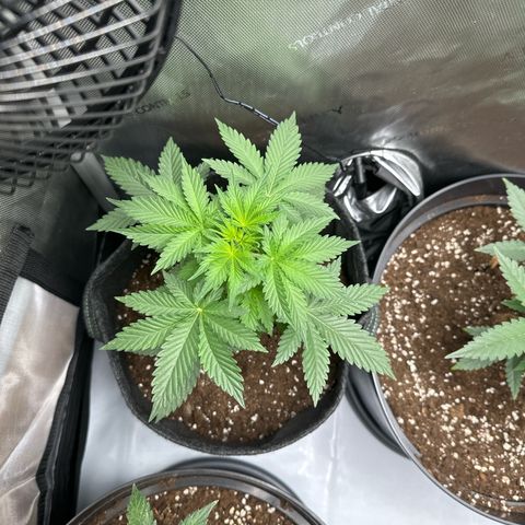 dhL Melone growlog timeline photo