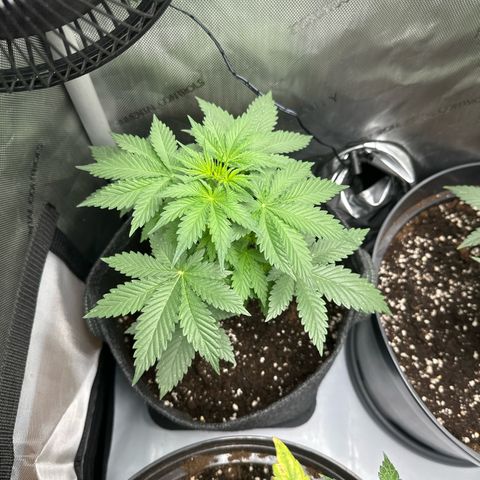 dhL Melone growlog timeline photo