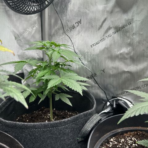 dhL Melone growlog timeline photo