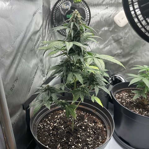 Bob growlog timeline photo