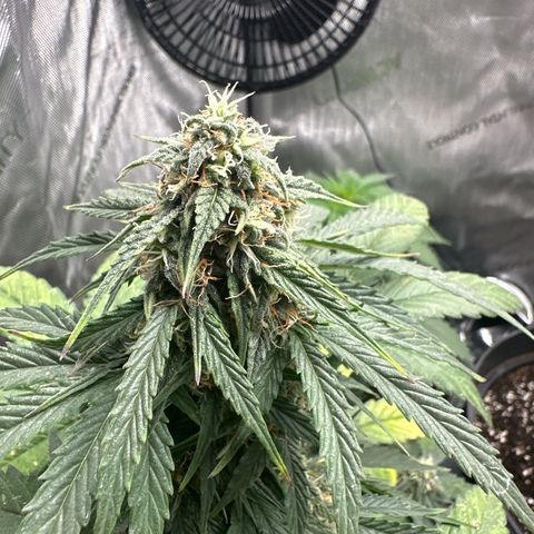 Bob growlog timeline photo