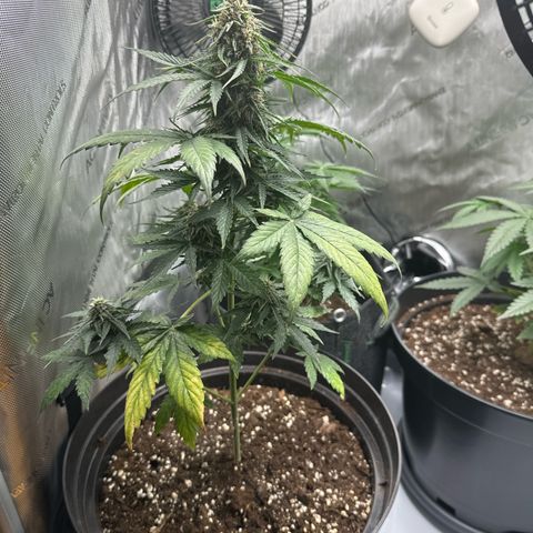 dhL Melone growlog timeline photo