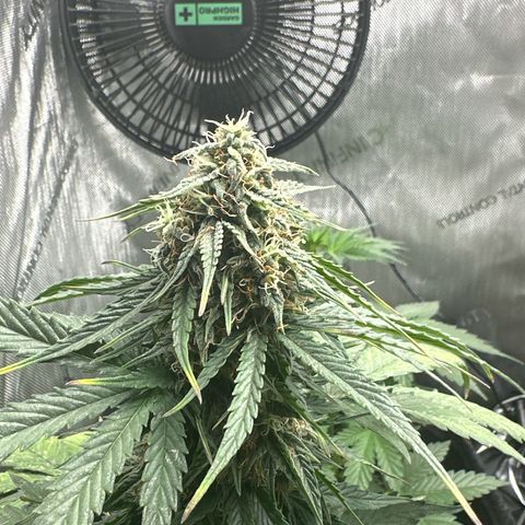 dhL Melone growlog timeline photo