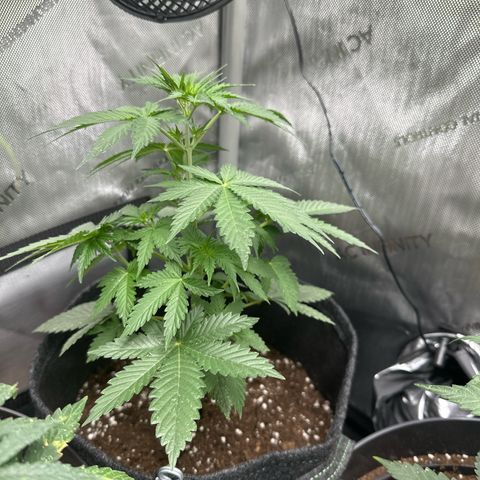 dhL Melone growlog timeline photo