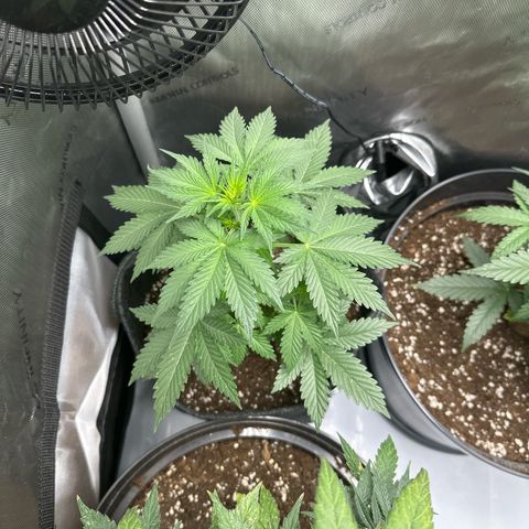 dhL Melone growlog timeline photo