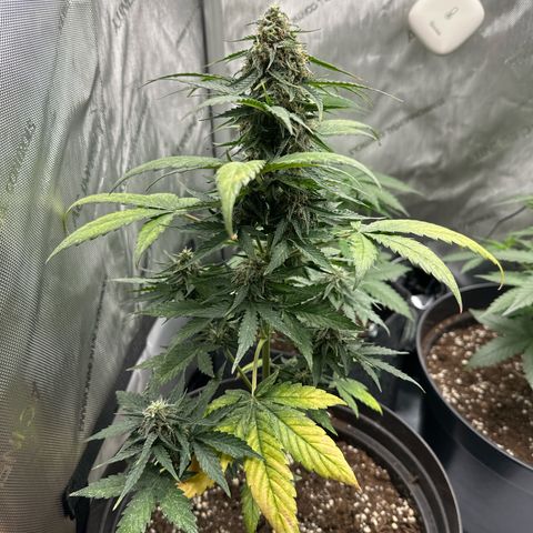 Bob growlog timeline photo