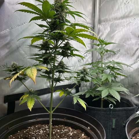 Bob growlog timeline photo