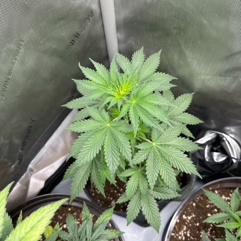 dhL Melone growlog timeline photo