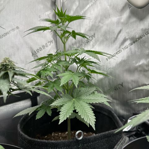 dhL Melone growlog timeline photo