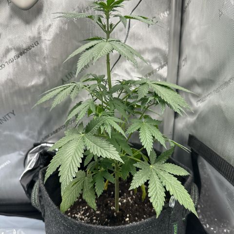 dhL Melone growlog timeline photo