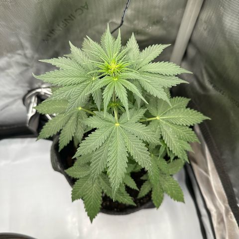dhL Melone growlog timeline photo