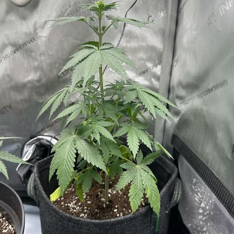 dhL Melone growlog timeline photo