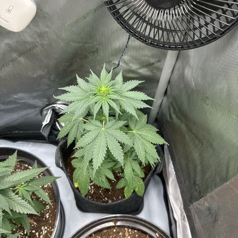 dhL Melone growlog timeline photo
