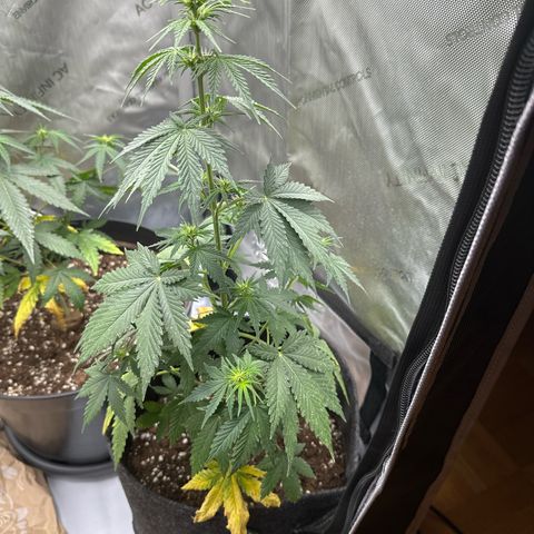 dhL Melone growlog timeline photo