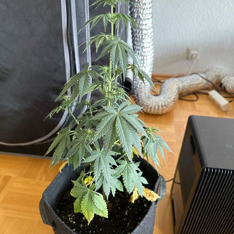dhL Melone growlog timeline photo