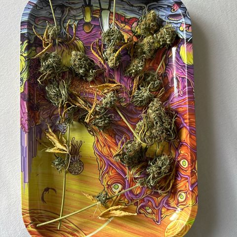 Bob growlog timeline photo