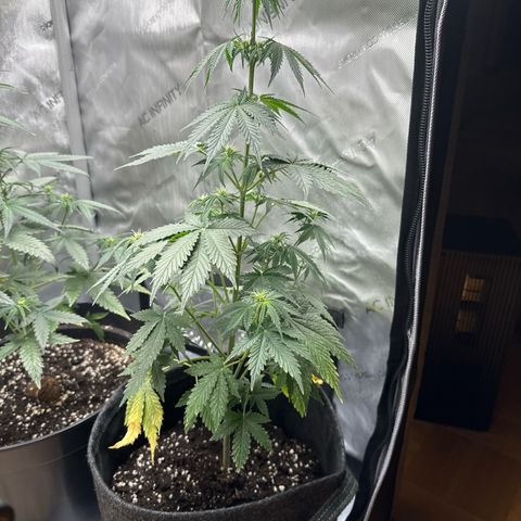 dhL Melone growlog timeline photo