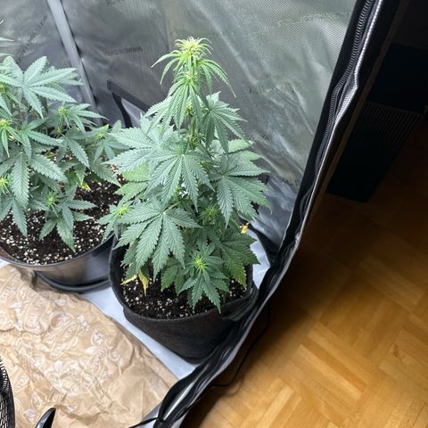 dhL Melone growlog timeline photo