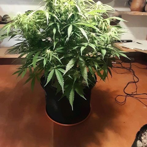 Bubbldgum Auto  growlog timeline photo