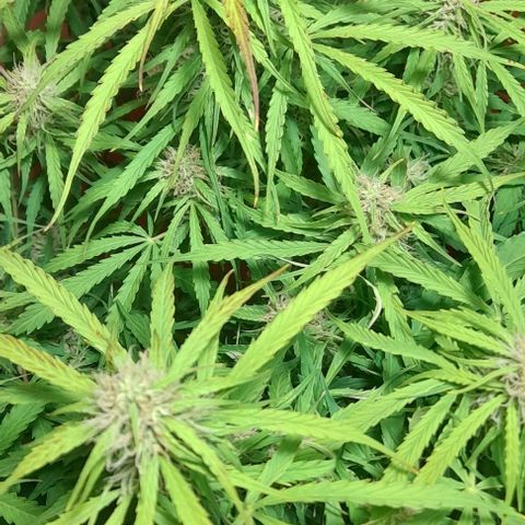 Bubbldgum Auto  growlog timeline photo
