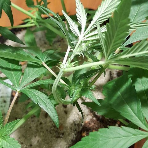 Euforia Auto  growlog photo: Lst stop 