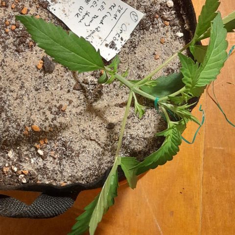 Oreoz Auto  growlog timeline photo