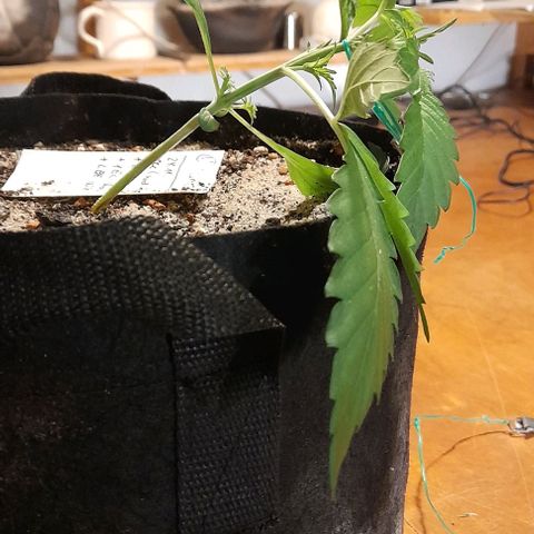 Oreoz Auto  growlog timeline photo