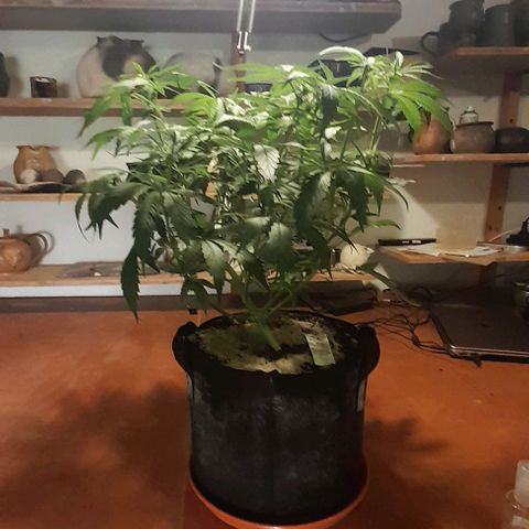 Euforia Auto  growlog timeline photo