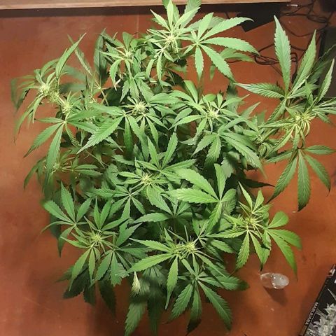 Euforia Auto  growlog timeline photo