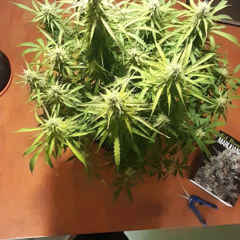 Bubbldgum Auto  growlog timeline photo