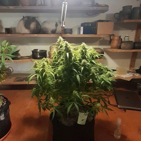 Bubbldgum Auto  growlog timeline photo