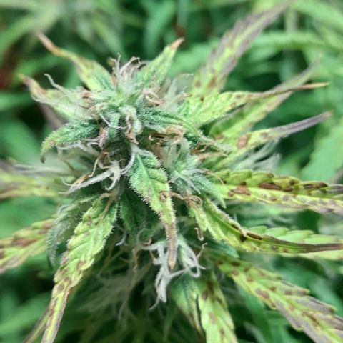Bubbldgum Auto  growlog timeline photo