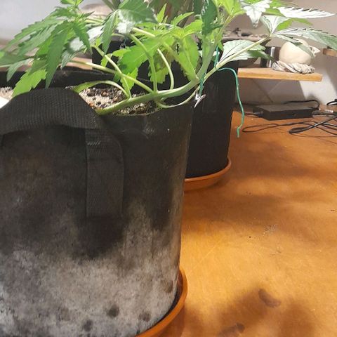 Oreoz Auto  growlog timeline photo
