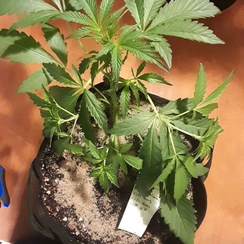 Oreoz Auto  growlog timeline photo