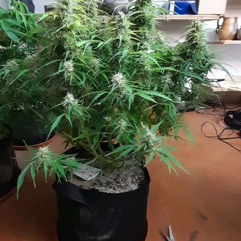 Bubbldgum Auto  growlog timeline photo